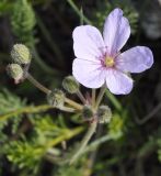 Erodium absinthoides