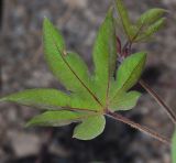 genus Gossypium