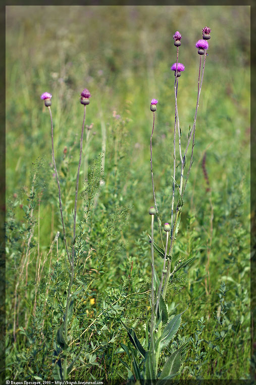 Изображение особи Cirsium canum.