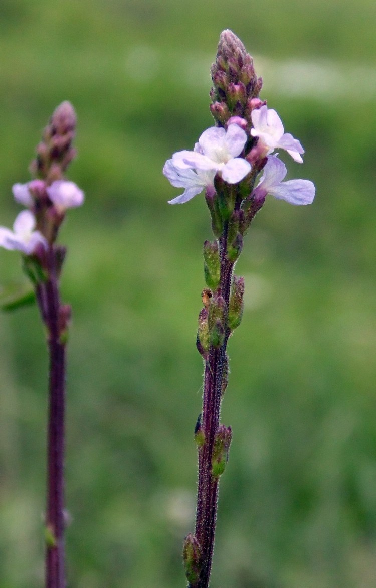 Изображение особи Verbena officinalis.