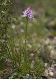 Orchis italica