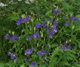 Aquilegia vulgaris