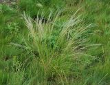 Stipa lessingiana