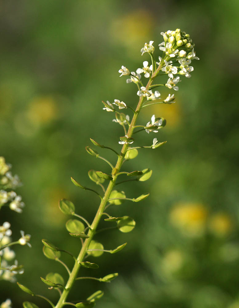 Изображение особи Lepidium virginicum.