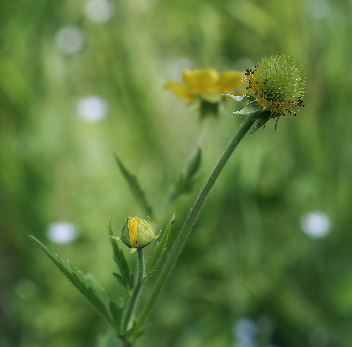 Изображение особи Geum aleppicum.