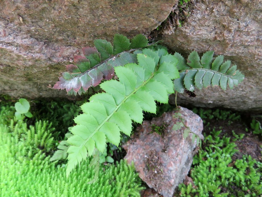 Изображение особи Polystichum lonchitis.