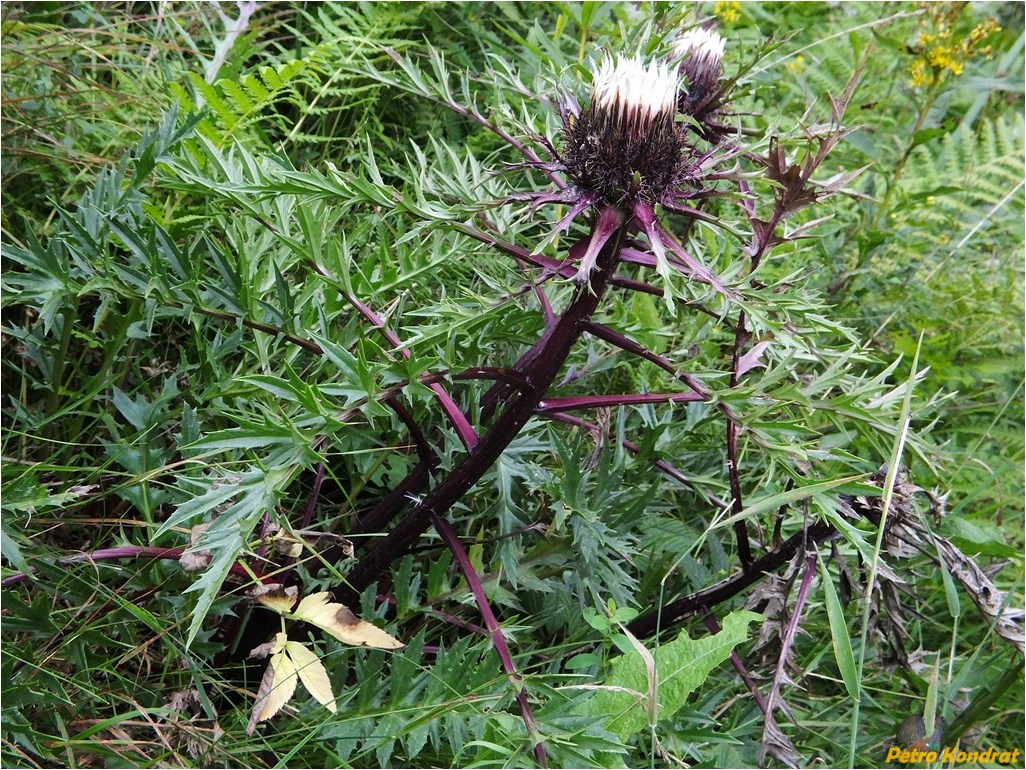 Изображение особи Carlina cirsioides.