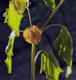 Nicandra physalodes. Часть побега с плодом. Крым, г. Бахчисарай, Бахчисарайский дворец, в культуре. 14.08.2017.