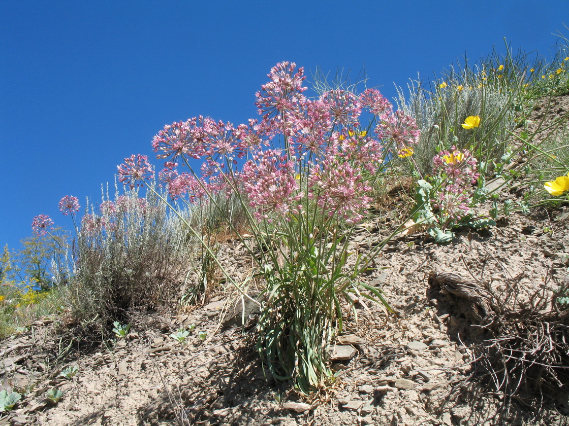 Image of Allium trachyscordum specimen.