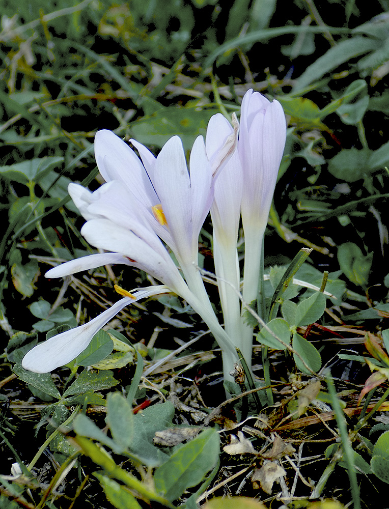 Изображение особи Colchicum umbrosum.