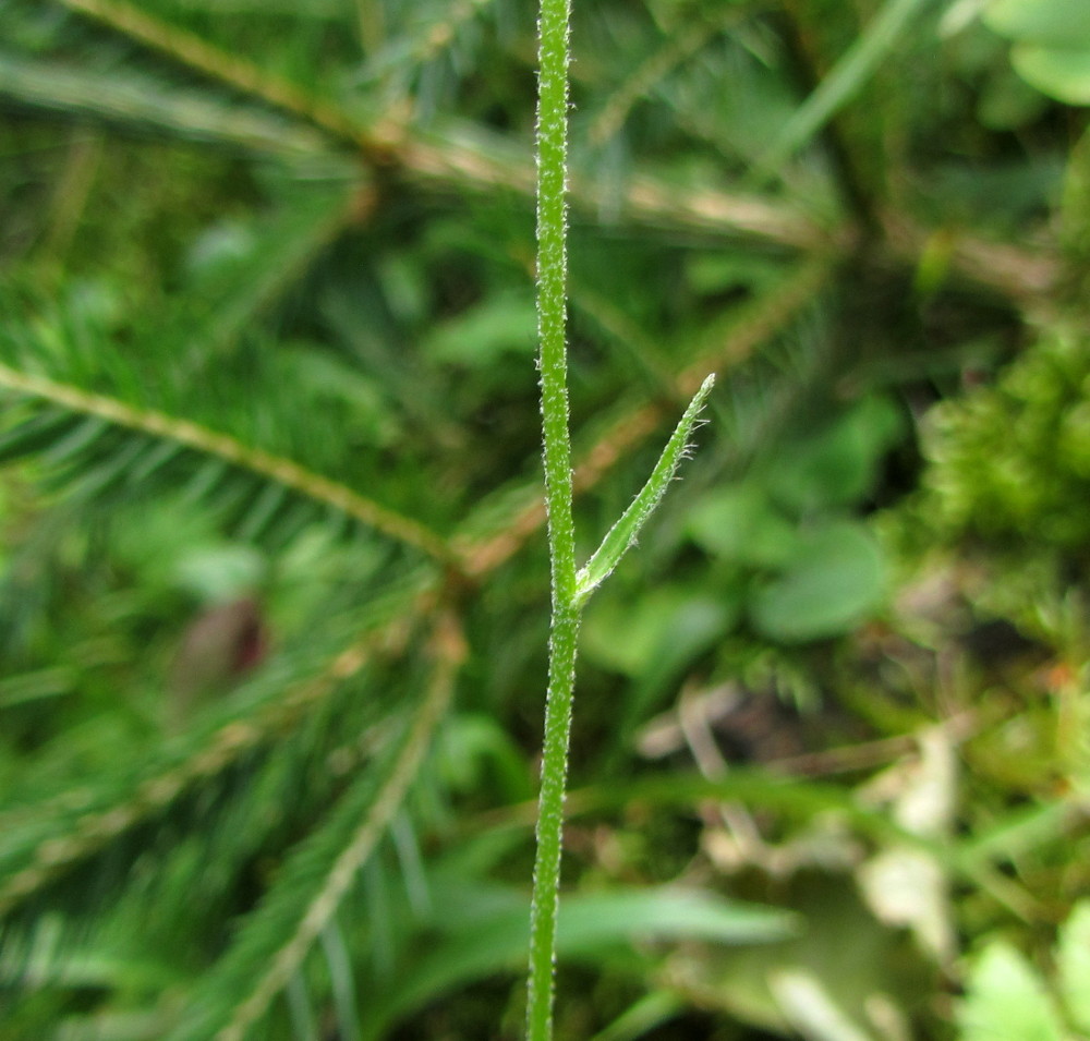 Изображение особи Hieracium silenii.