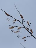 Tilia cordata