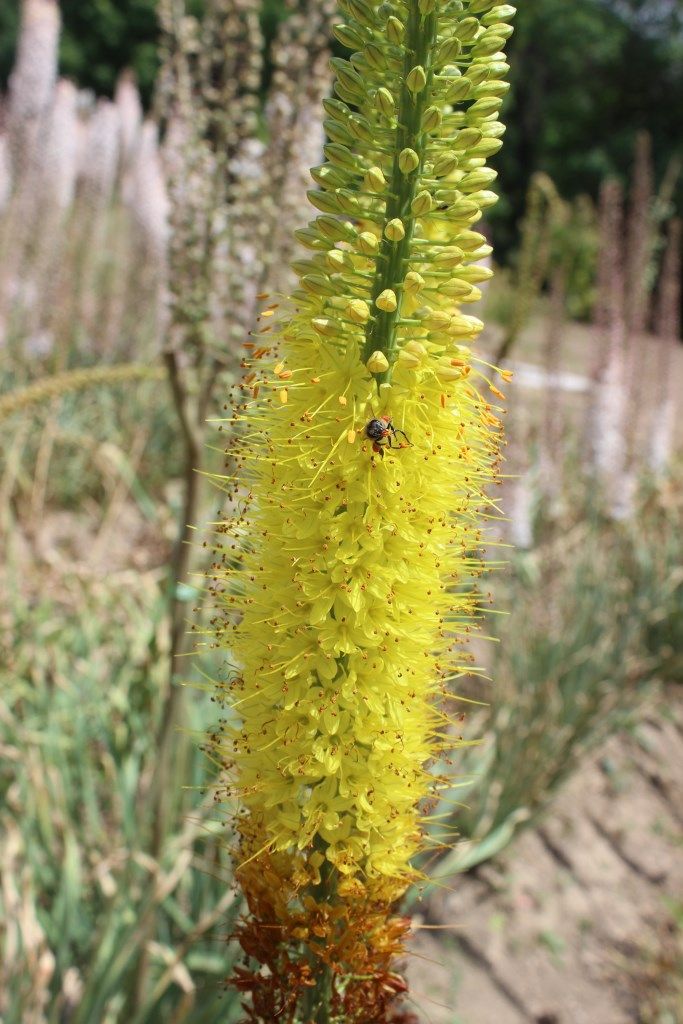 Изображение особи Eremurus stenophyllus.