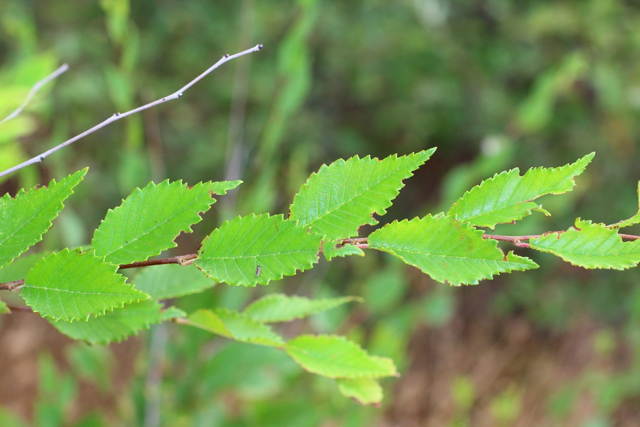 Изображение особи Ulmus pumila.