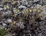 Pedicularis lapponica. Группа цветущих растений. Мурманская обл., п-ов Рыбачий, мохово-лишайниковая тундра. 28.06.2018.