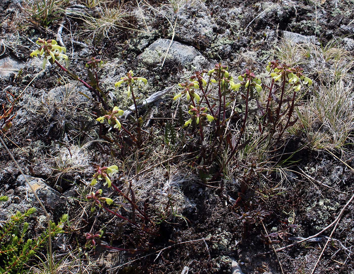 Изображение особи Pedicularis lapponica.