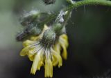 Pilosella &times; floribunda