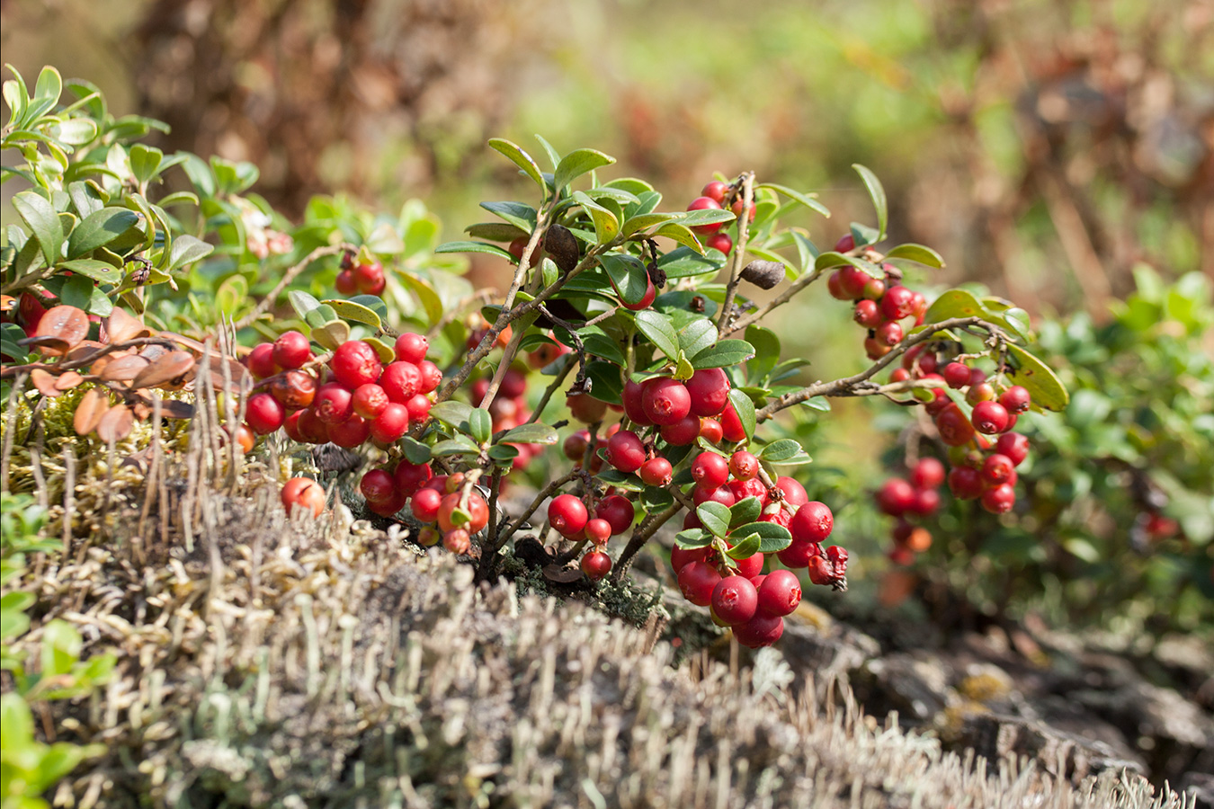 Изображение особи Vaccinium vitis-idaea.