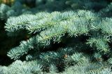 Picea pungens форма glauca. Часть ветви ('Koster'). Кировская обл., г. Киров, Ботанический сад Вятского государственного университета, в культуре. 29.06.2018.