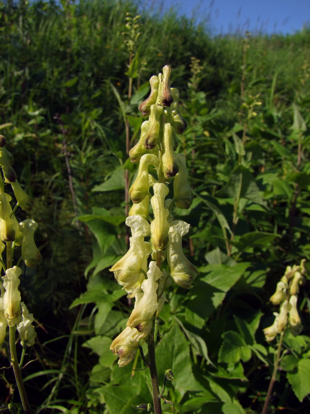 Изображение особи Aconitum ajanense.