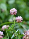 Trifolium hybridum