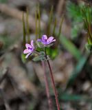 Erodium cicutarium