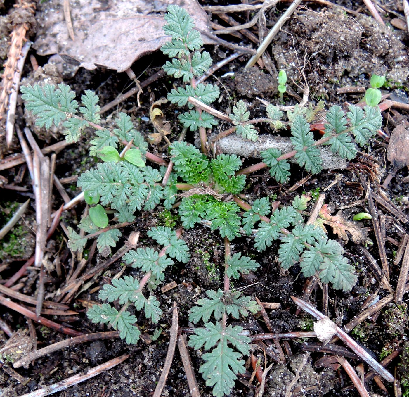 Изображение особи Erodium cicutarium.