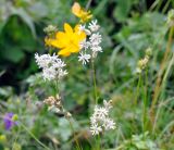 Silene graminifolia