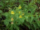 Astragalus propinquus