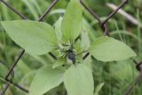 Helianthus annuus. Верхушка растения с развивающимся соцветием. Республика Алтай, Усть-Коксинский р-н, окраина с. Верх-Уймон, луг. 30 июля 2020 г.