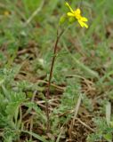 Senecio subdentatus. Цветущее растение (S. coronopifolius Dsf.) на лугу. Азербайджан, Лерикский р-н. 12.04.2010.
