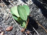 Salix alexii-skvortzovii