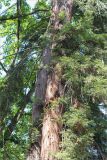 Sequoia sempervirens. Средняя часть ствола и часть кроны старого дерева. Абхазия, г. Сухум, Сухумский ботанический сад. 14.05.2021.