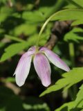 Anemone nemorosa. Верхушка побега с отцветающим цветком. Санкт-Петербург, Дудергофские высоты, широколиственный лес. 12.05.2023.