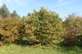 Corylus americana. Растение в ряду с листвой принимающей осенний окрас. Ярославская обл., г. Переславль-Залесский, дендрологический сад. 19.09.2023.