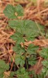 Cardamine impatiens