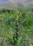 Verbascum pyramidatum