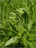 Ranunculus acris. Часть побега. Чувашия, окр. г. Шумерля, вырубка за Низким полем. 16 июня 2011 г.