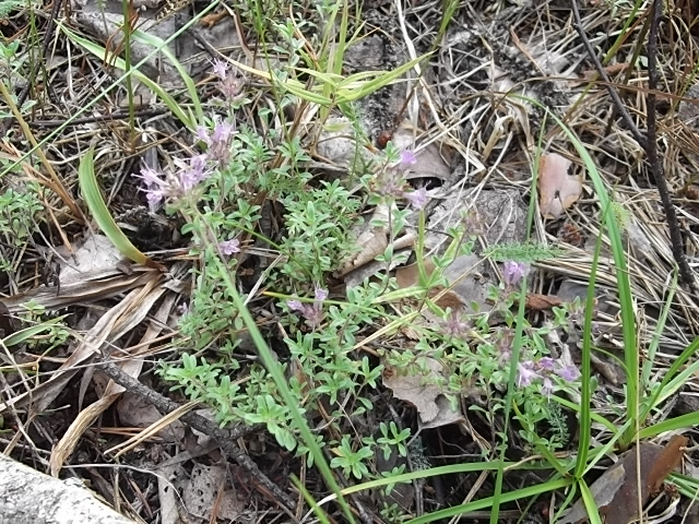 Изображение особи Thymus serpyllum.