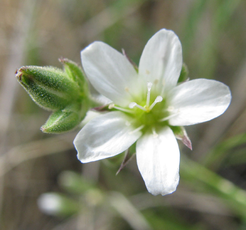 Image of Eremogone juncea specimen.