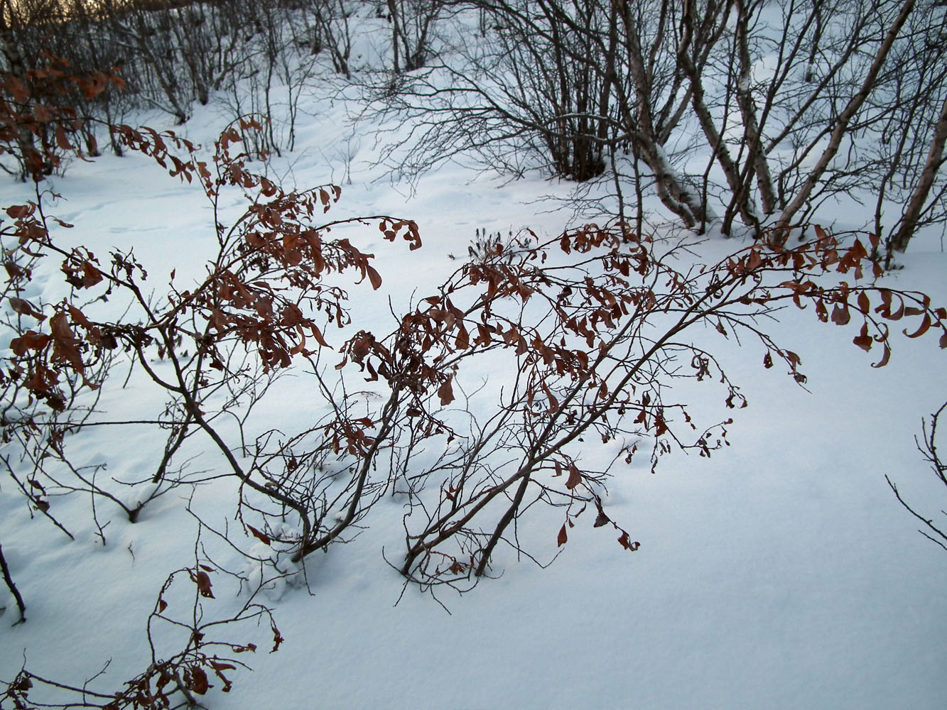 Изображение особи Salix phylicifolia.