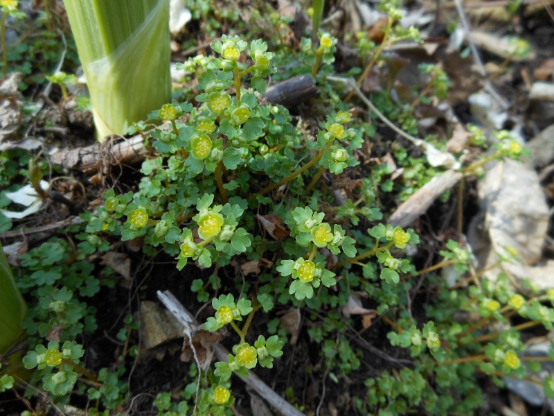 Image of Chrysosplenium flagelliferum specimen.