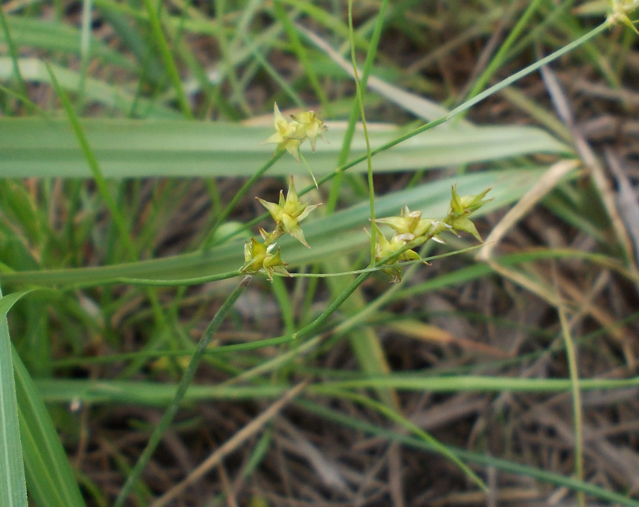 Изображение особи Carex angustior.