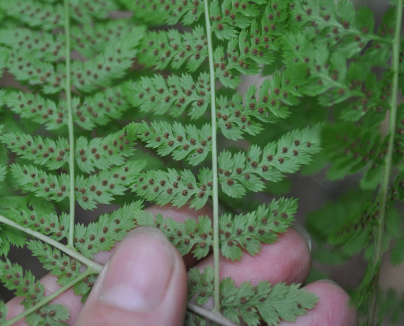 Image of Pseudocystopteris spinulosa specimen.