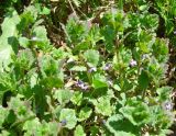 Glechoma hederacea