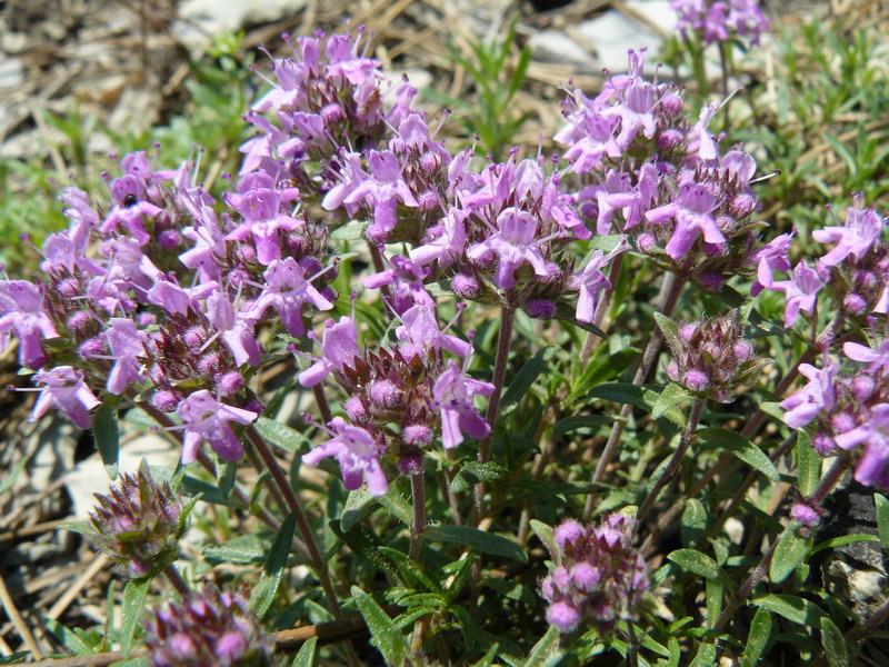 Изображение особи Thymus roegneri.