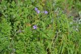 Erodium ciconium