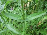 Stachys palustris