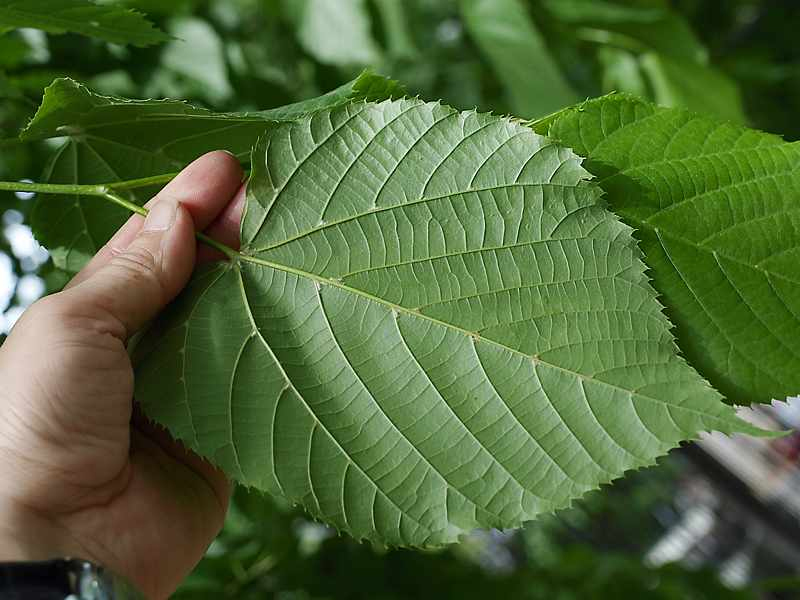 Изображение особи Tilia europaea.