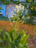 Armoracia rusticana. Цветущее растение. Республика Молдова, пригород Кишинёва, в огороде посёлка Кодру. 9 мая 2013 г.